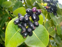 Syzygium cordatum ripe fruit